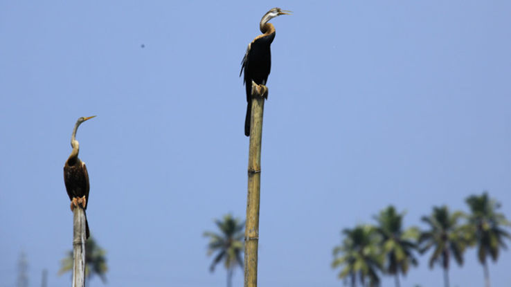 Kumarakom Bird Sanctuary Trip Packages